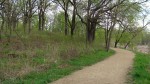 A walk in the woods Forest bathing for better health