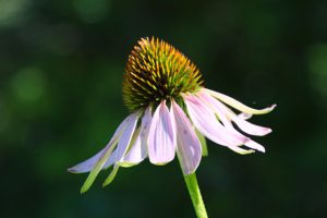 Healing plants and Chinese medicine