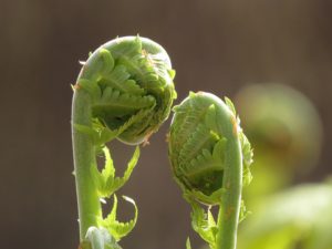 Staying healthy this spring with Chinese medicine