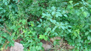 Companion plants poison ivy and jewel weed