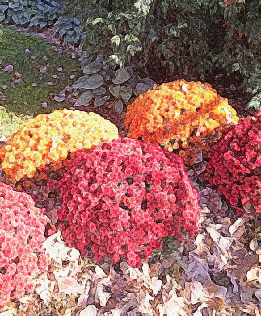 The Healing Power of Chrysanthemums in Chinese Medicine